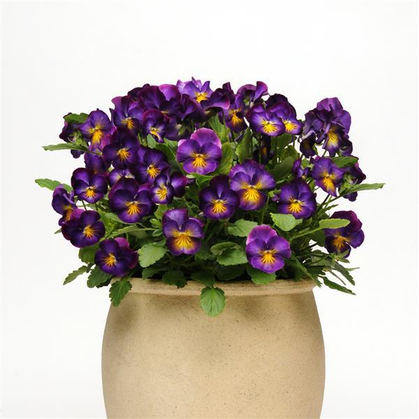 Halo Violet Container