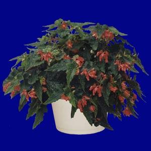 Begonia Vegetative Lois Burke Bloom