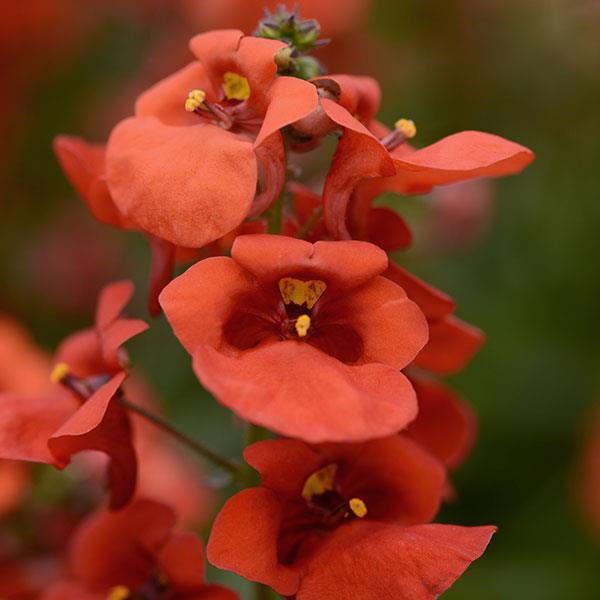 Juliet™ Orange Bloom