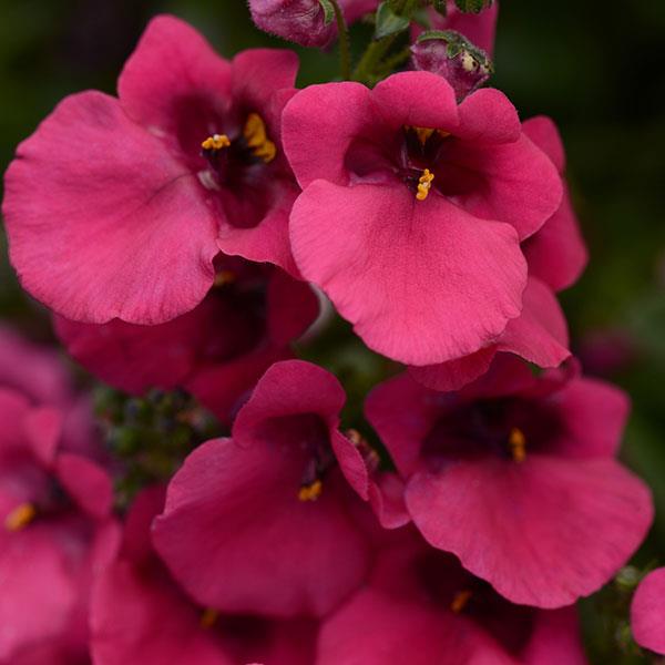 Juliet™ Rose Bloom