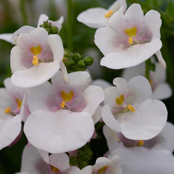 Juliet™ White Bloom