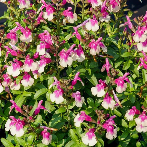 Mirage™ Rose Bicolor Bloom