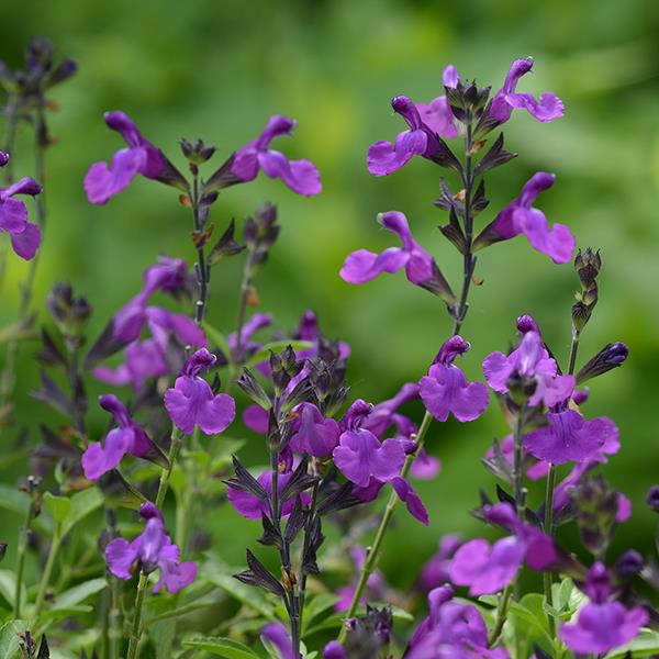 Mirage™ Violet Bloom