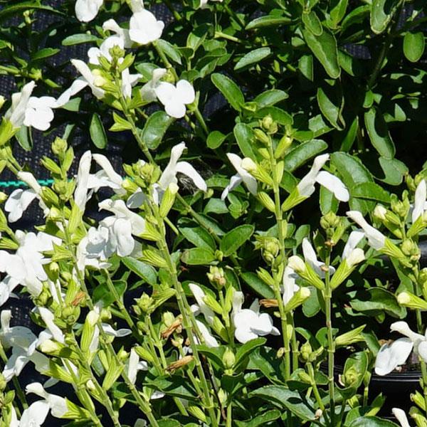 Mirage™ White Bloom