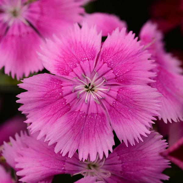 Floral Lace™ Lilac Bloom