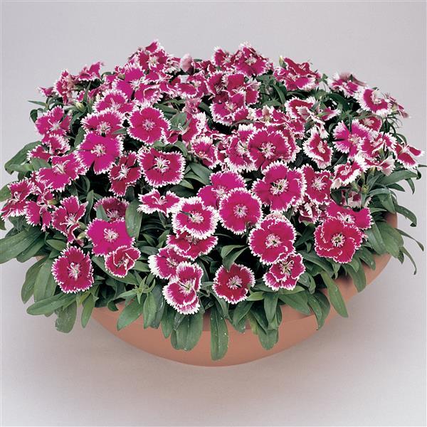 Floral Lace™ Violet Picotee Container