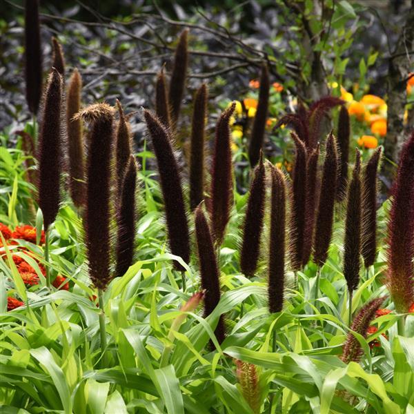 Ornamental Millet Jade Princess Commercial Landscape 2