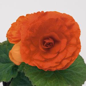 Bliss Orange Bloom