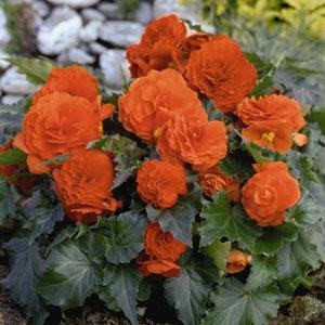 Bliss Orange Garden