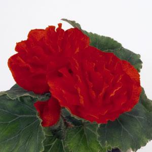 Bliss Scarlet Bloom