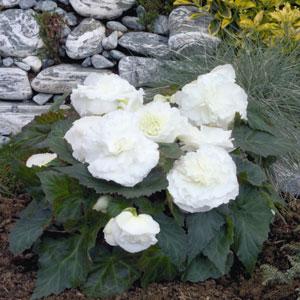 Bliss White Garden