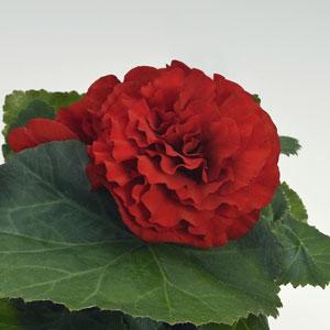 Bliss Deep Red Bloom