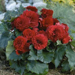 Bliss Deep Red Garden
