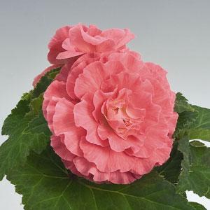 Bliss Pink Shades Bloom