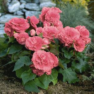 Bliss Pink Shades Garden