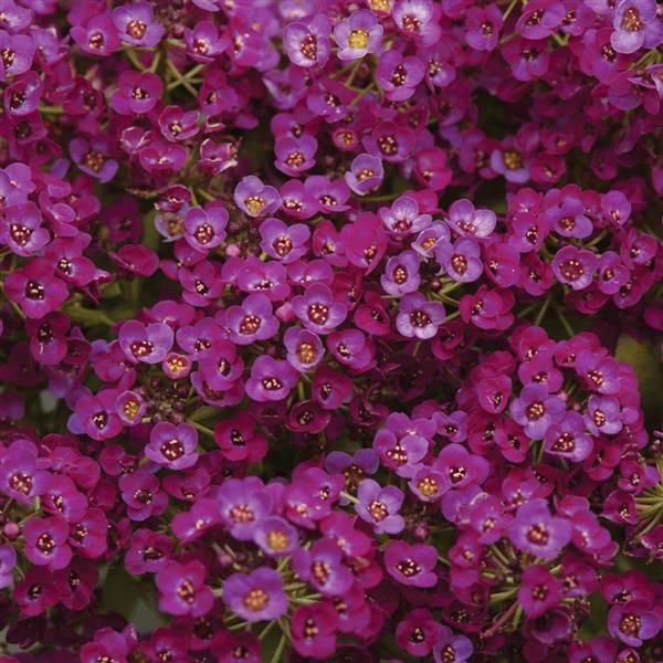 Clear Crystal<sup>®</sup> Purple Shades Bloom