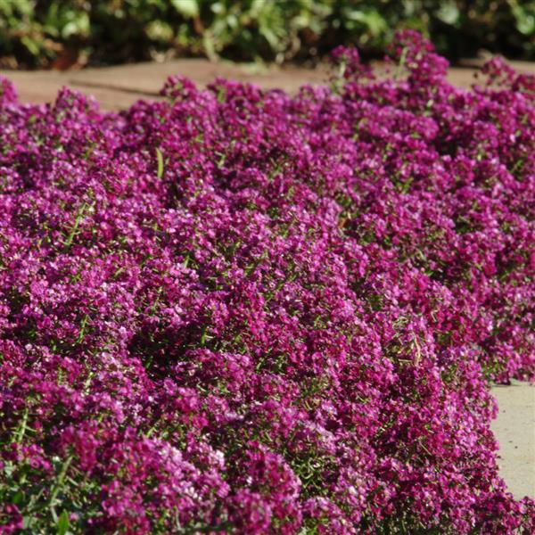 Clear Crystal<sup>®</sup> Purple Shades Landscape