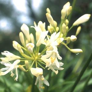 Agapanthus Snow Pixie Bloom