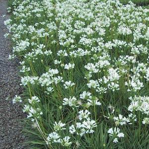 Agapanthus Snow Pixie Landscape