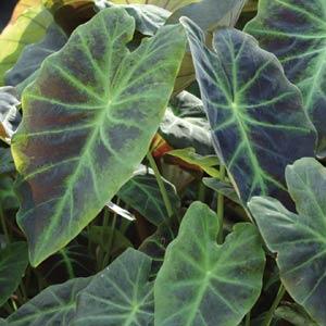 Colocasia Antiquorum Illustris Bloom