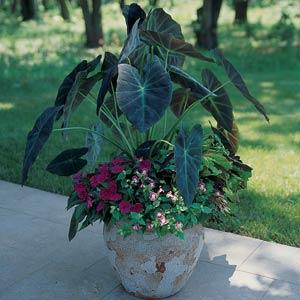 Colocasia Antiquorum Illustris Container