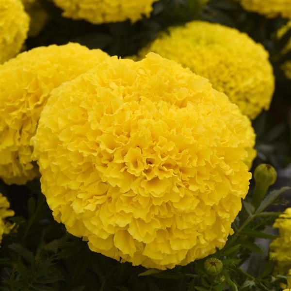 Marvel II™ Yellow Bloom