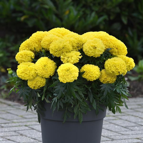 Marvel II™ Yellow Container