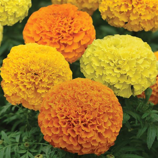 Marvel II™ Mixture Bloom