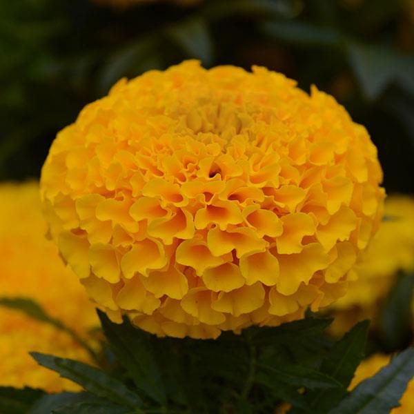 Taishan<sup>®</sup> Gold Bloom