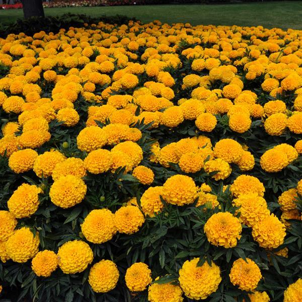 Taishan<sup>®</sup> Gold Greenhouse