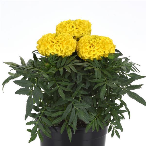 Taishan<sup>®</sup> Yellow Container