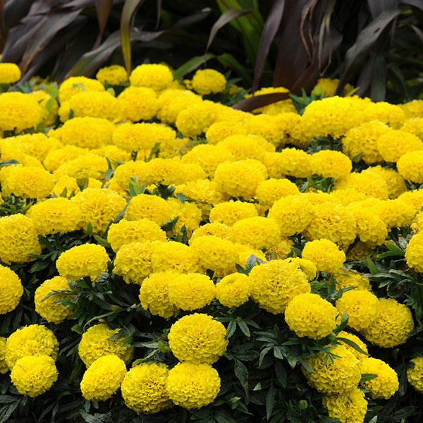 Taishan<sup>®</sup> Yellow Landscape