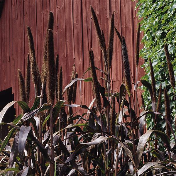 Ornamental Millet Purple Majesty Bloom