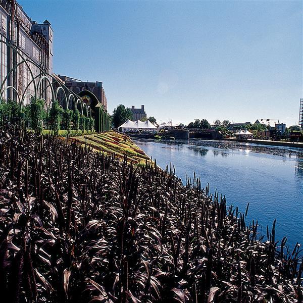 Ornamental Millet Purple Majesty Commercial Landscape 1