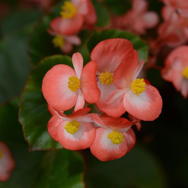 BabyWing<sup>®</sup> Bicolor Bloom
