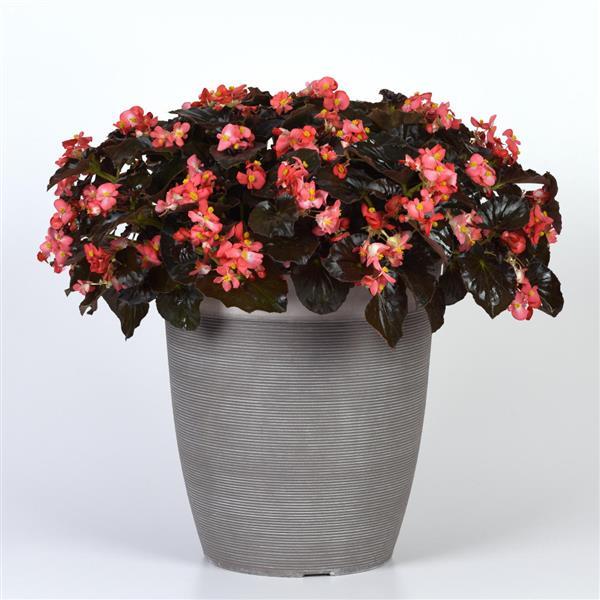 BabyWing<sup>®</sup> Red Bronze Leaf Container