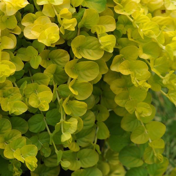 Lysimachia nummularia Goldilocks Bloom