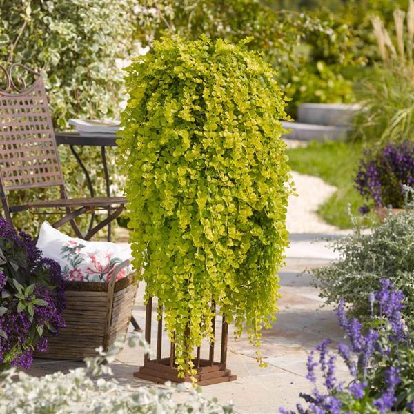 Lysimachia nummularia Goldilocks Garden