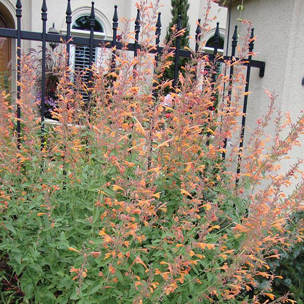 Agastache aurantiaca Coronado Bloom