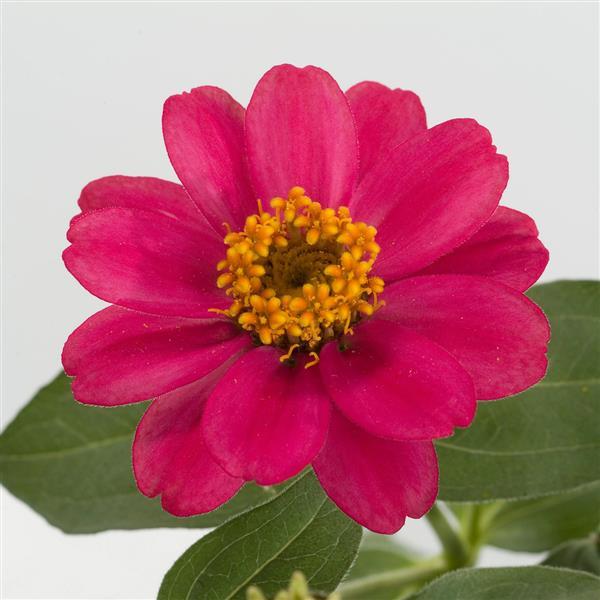 Profusion Cherry Bloom