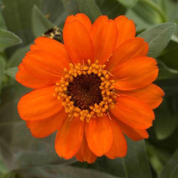 Profusion Fire Bloom