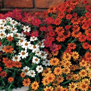 Profusion Mix Bloom