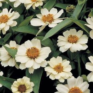 Profusion White Bloom