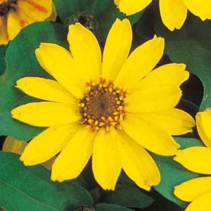 Profusion Yellow Bloom