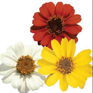 Profusion Sunrise Mix Bloom