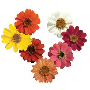 Profusion Seven Color Mix Bloom