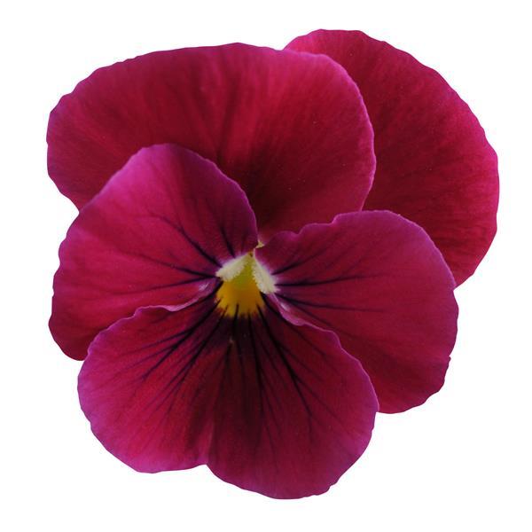 Sorbet<sup>®</sup> Carmine Rose Bloom