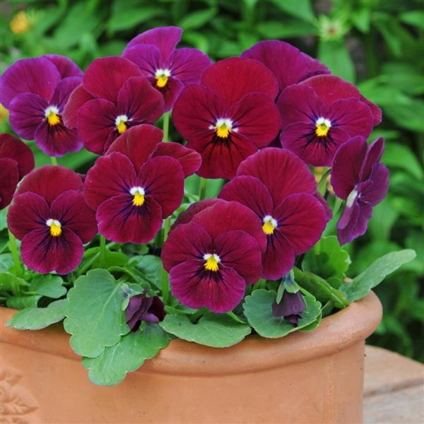 Sorbet<sup>®</sup> Carmine Rose Container