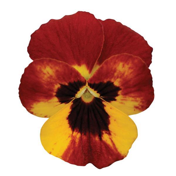 Sorbet<sup>®</sup> Fire Bloom