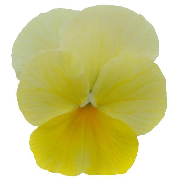 Sorbet<sup>®</sup> Lemon Chiffon Bloom